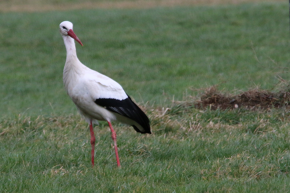 Storch im Winter