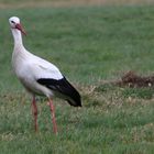 Storch im Winter