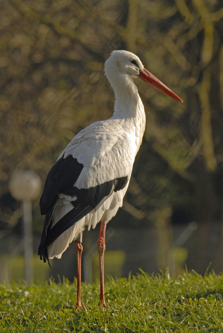 Storch im Winter