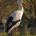 Storch im Winter