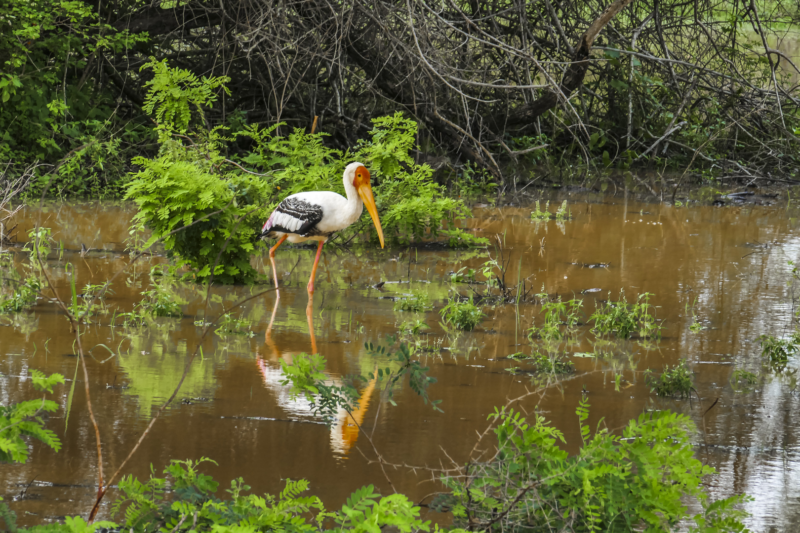 ...Storch im Yala...