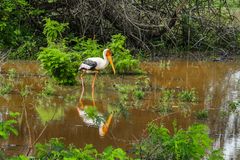 ...Storch im Yala...