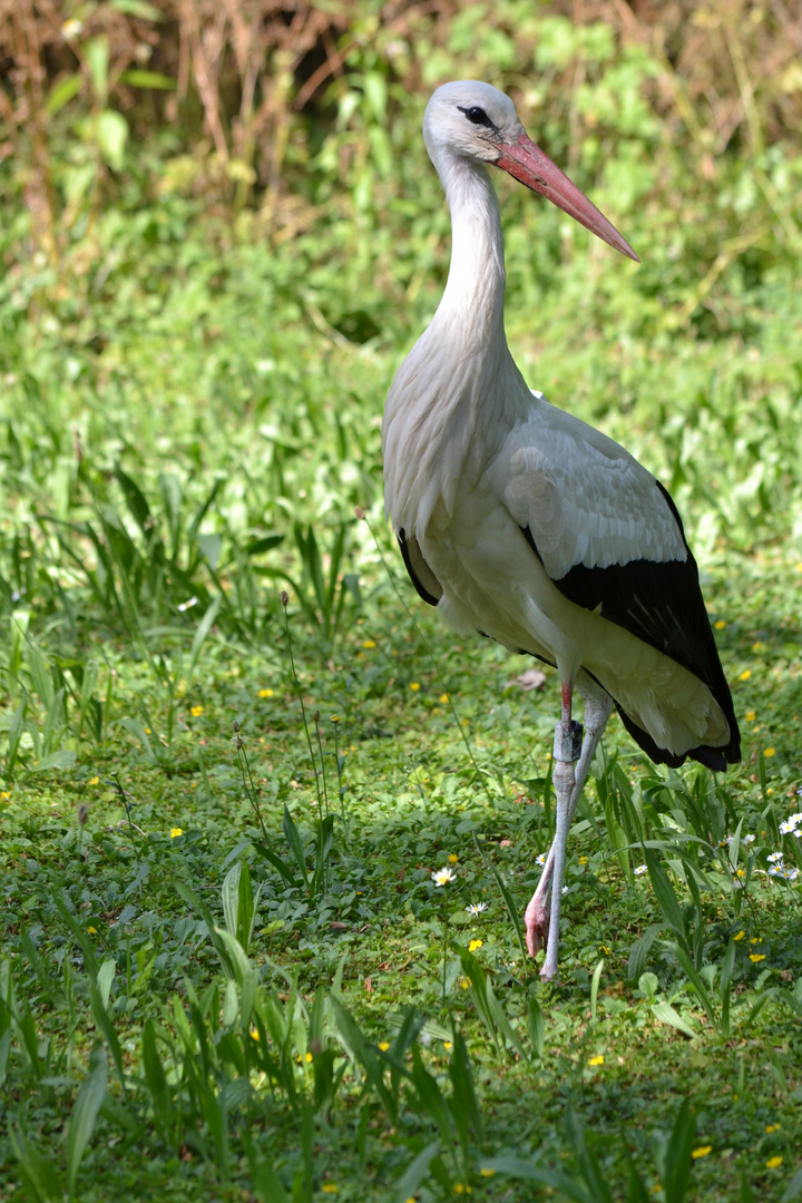 Storch im Zoo auf Futtersuche