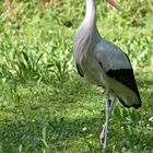 Storch im Zoo auf Futtersuche