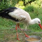 Storch im Zoo Basel