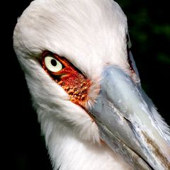 Storch im Zoo Berlin