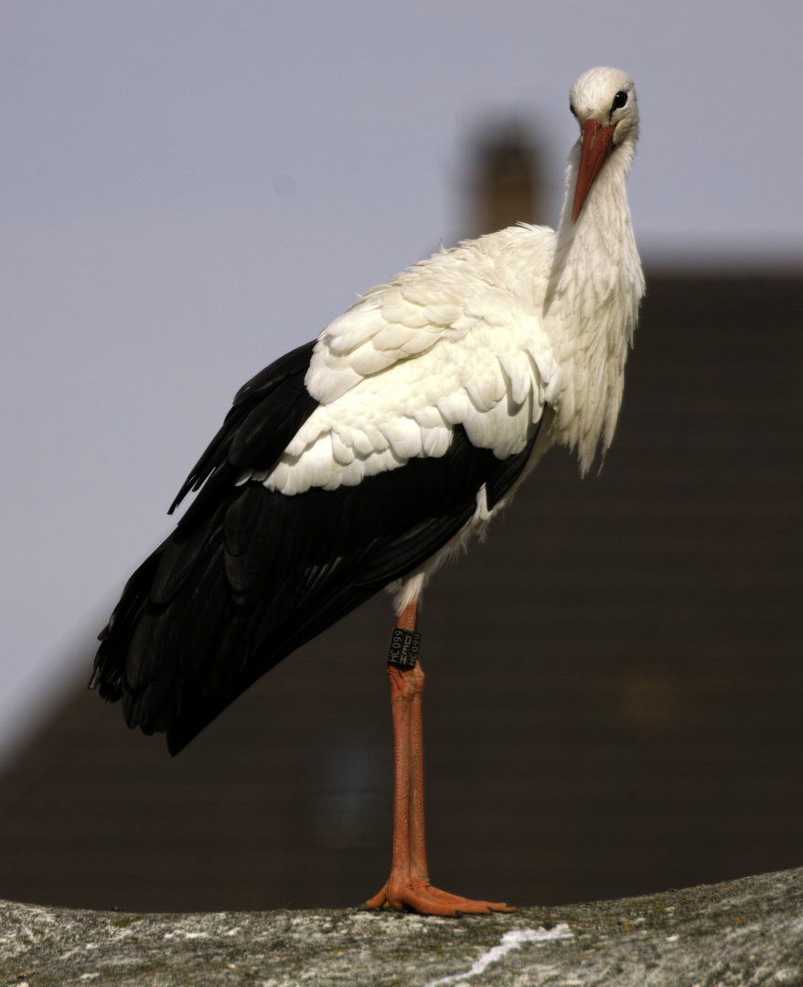 Storch im Zoo Karlsruhe