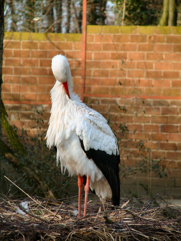 Storch im Zoo Osnabrück