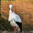 Storch im Zoo Osnabrück