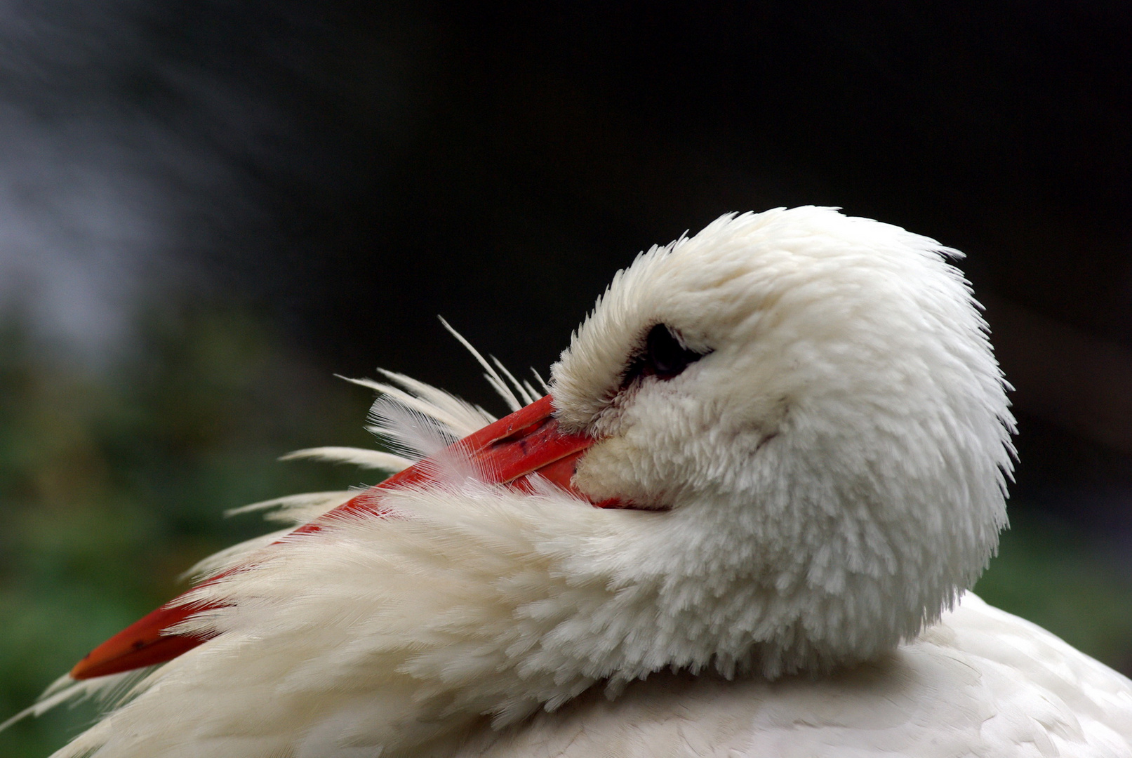 Storch im Zoo Rostock