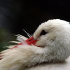 Storch im Zoo Rostock