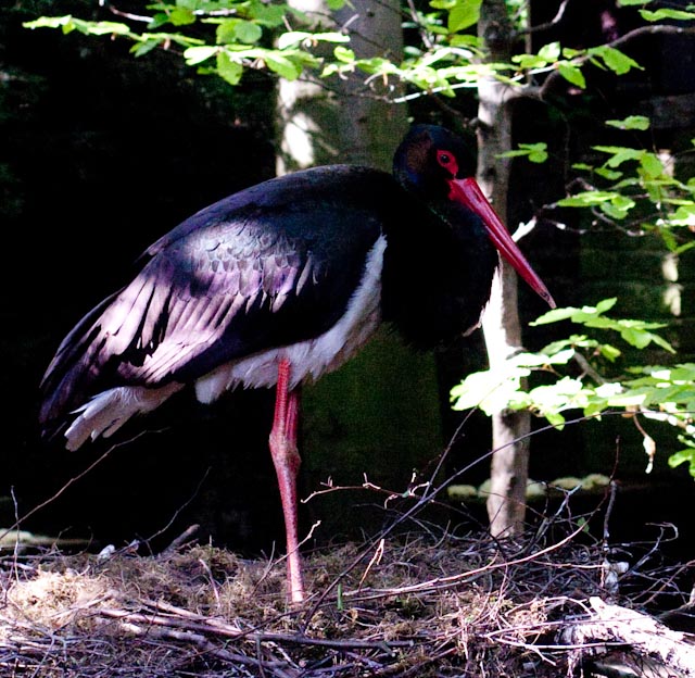 Storch im Zoo von Köln