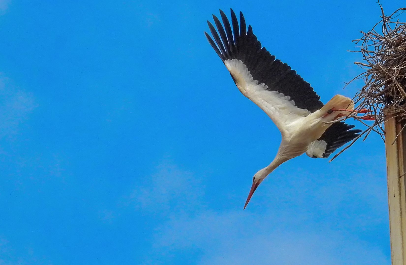 Storch in Abflug