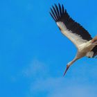 Storch in Abflug