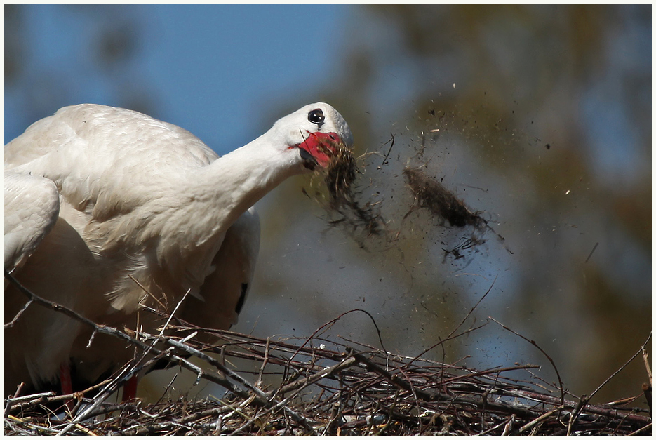 Storch in Action!