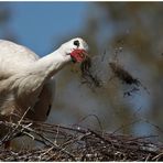 Storch in Action!