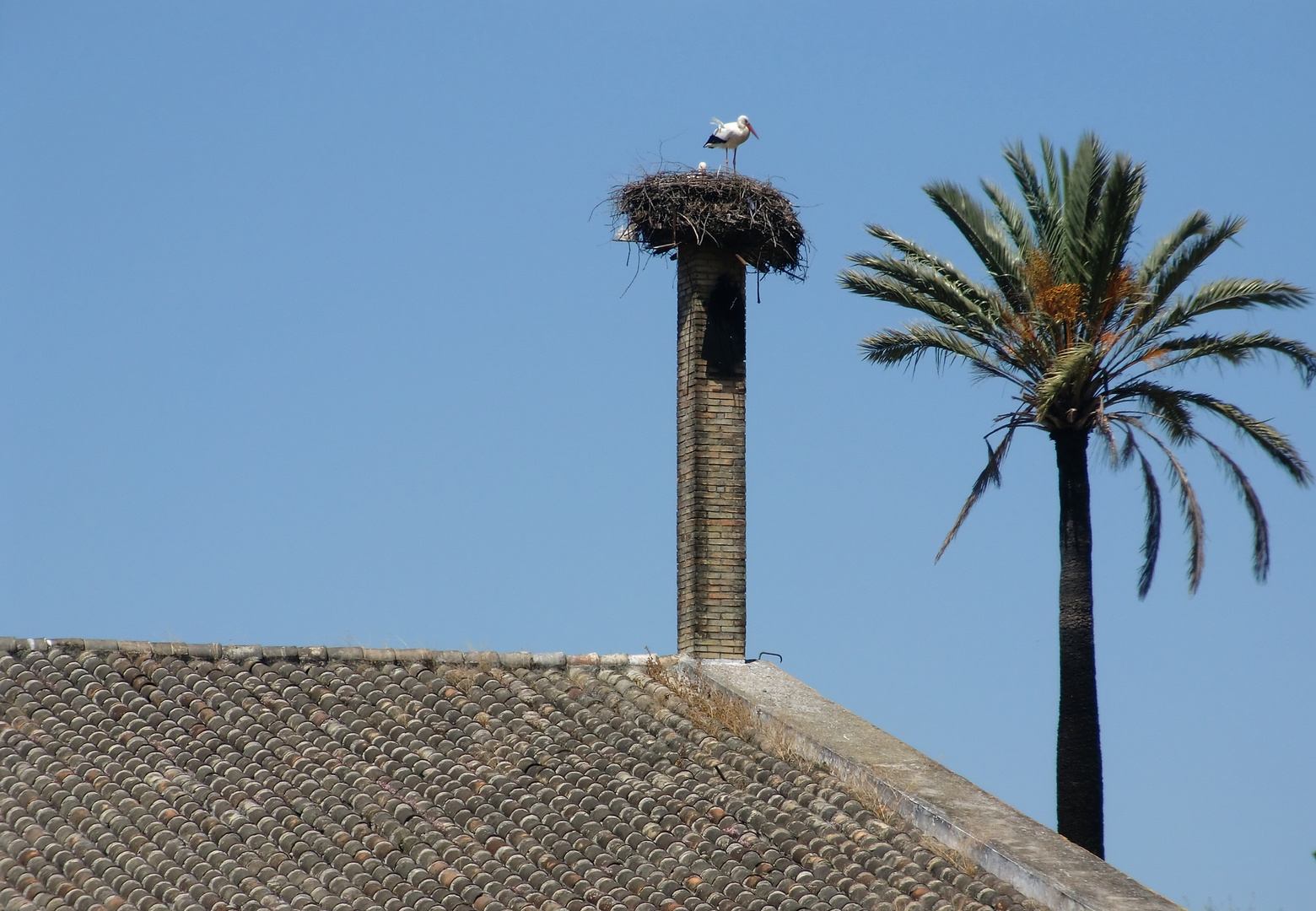 Storch in Andalusien
