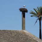 Storch in Andalusien