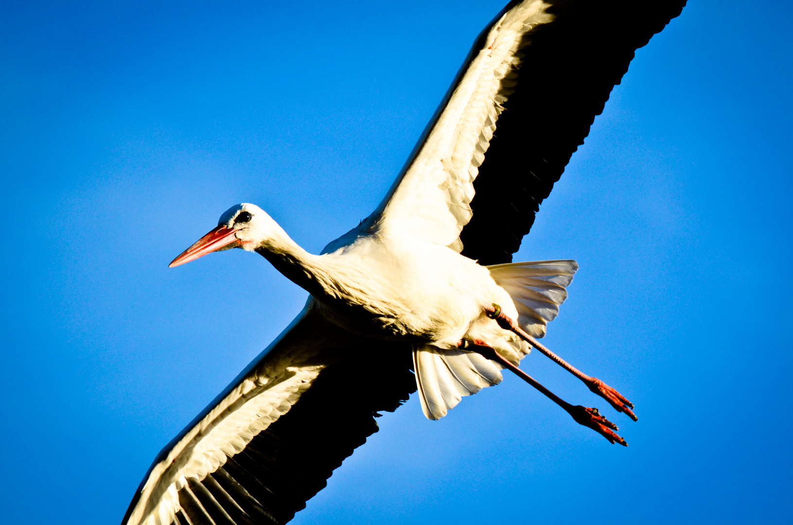 Storch in Bentlage