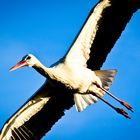 Storch in Bentlage