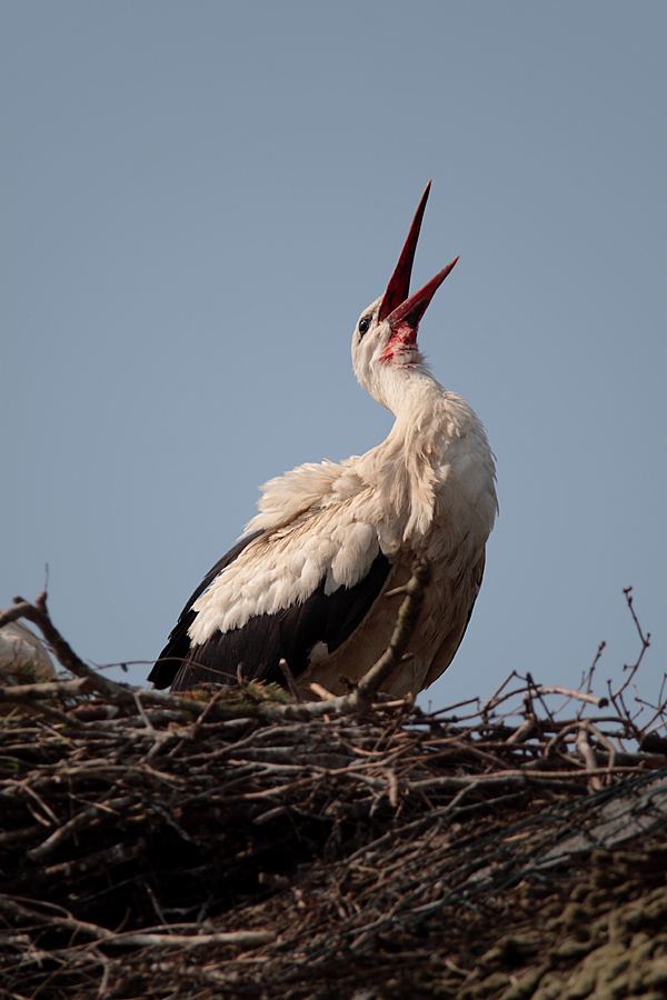 Storch in Bergenhusen Mai 2009 - 1