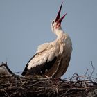 Storch in Bergenhusen Mai 2009 - 1