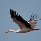 Storch in Bergenhusen Mai 2009 - 2