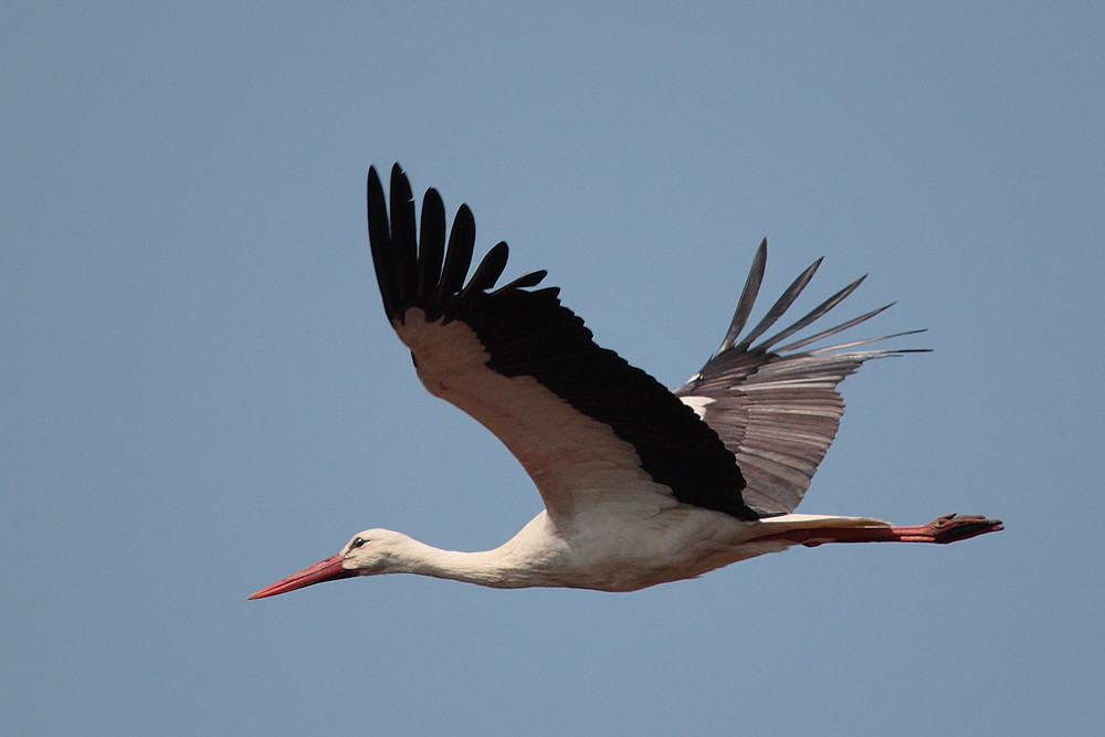 Storch in Bergenhusen Mai 2009 - 2