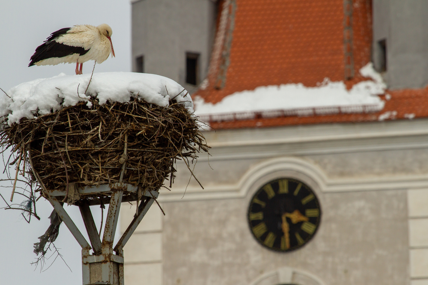 Storch in Cristian, Rumänien