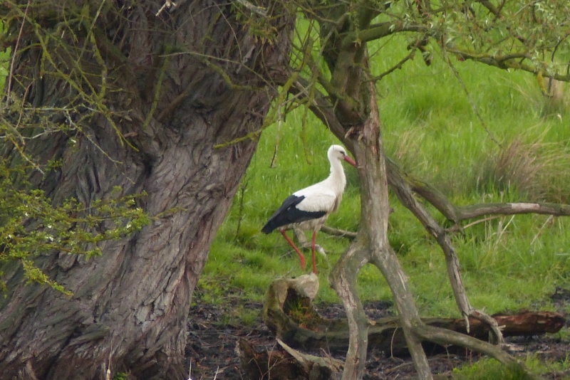 Storch in den Ahsewiesen bei Lippborg