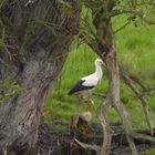 Storch in den Ahsewiesen bei Lippborg