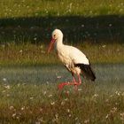 Storch in den Ahsewiesen