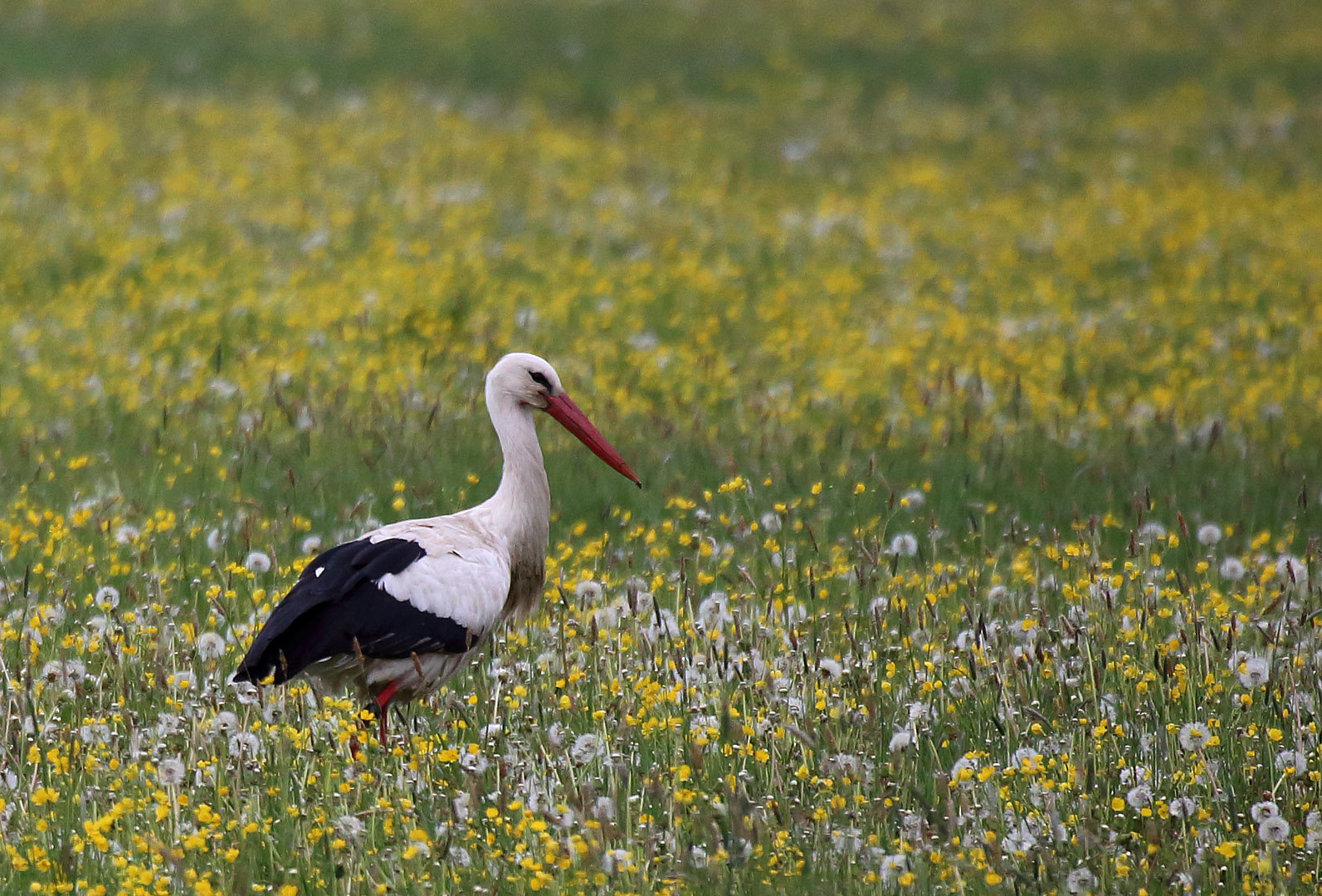 Storch in den Donauwiesen