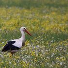 Storch in den Donauwiesen