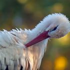 Storch in den letzten Sonnenstrahlen des Tages