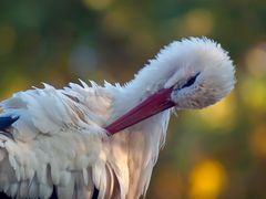 Storch in den letzten Sonnenstrahlen des Tages