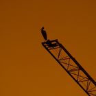 Storch in der Abenddämmerung