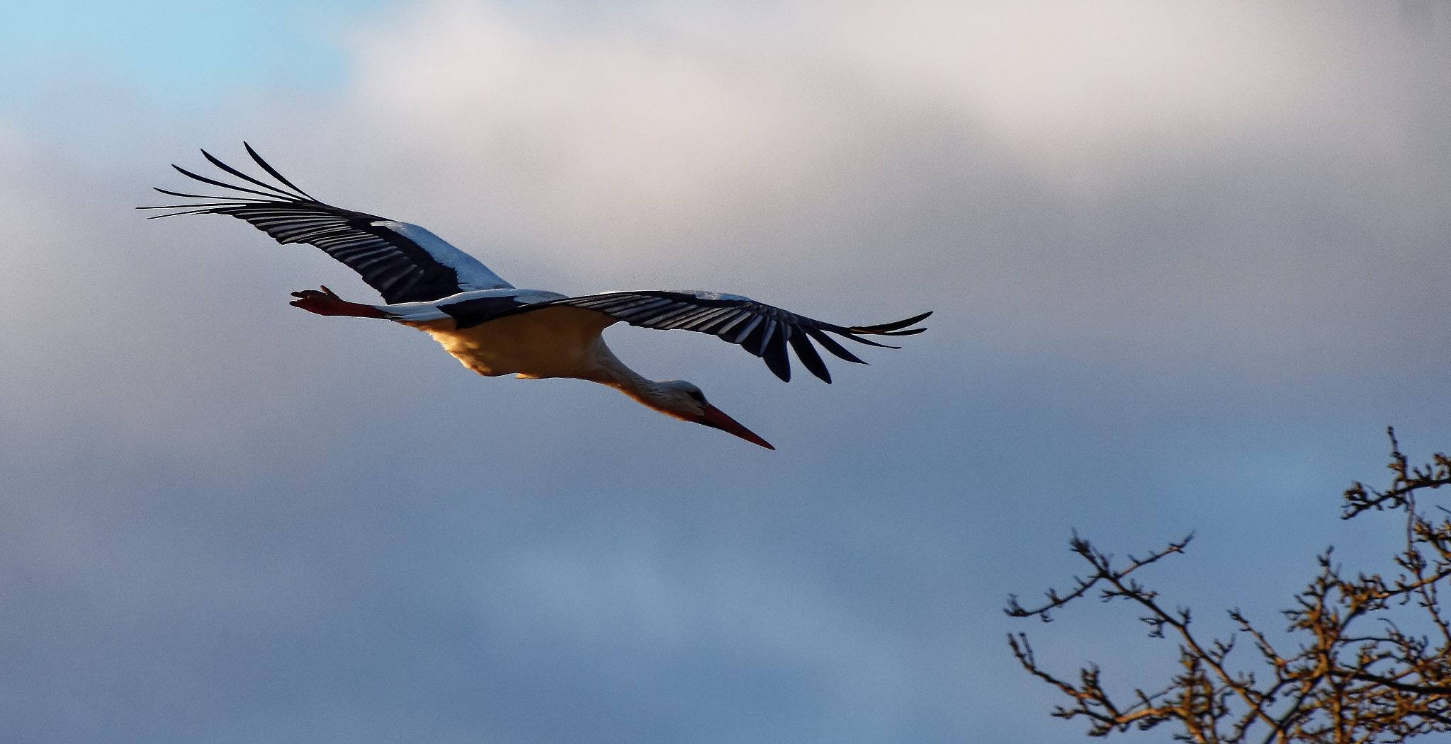 Storch in der Abendsonne