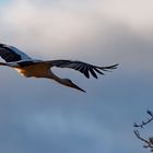 Storch in der Abendsonne