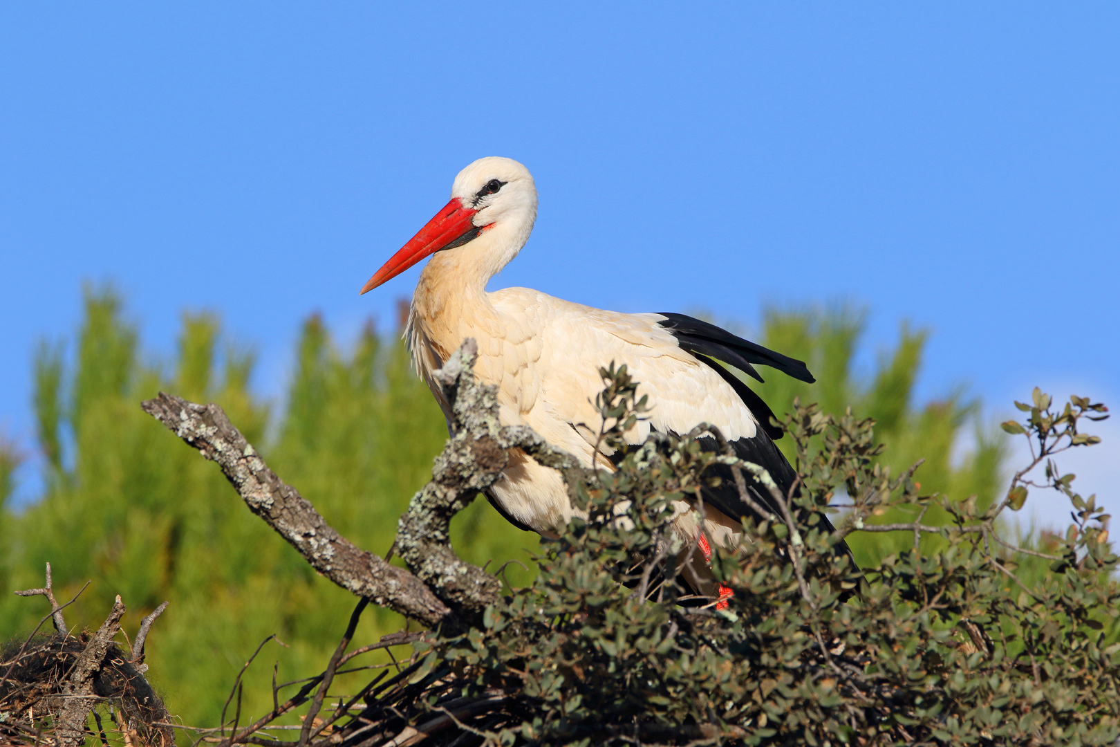 Storch in der Algarve