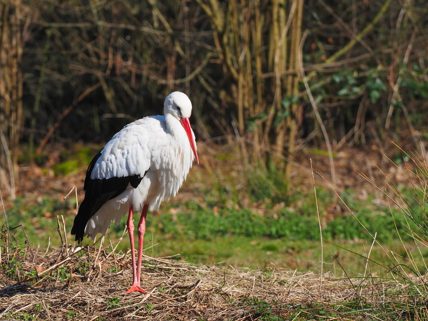 Storch in der Alten Fasanerie Klein-Auheim