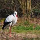 Storch in der Alten Fasanerie Klein-Auheim