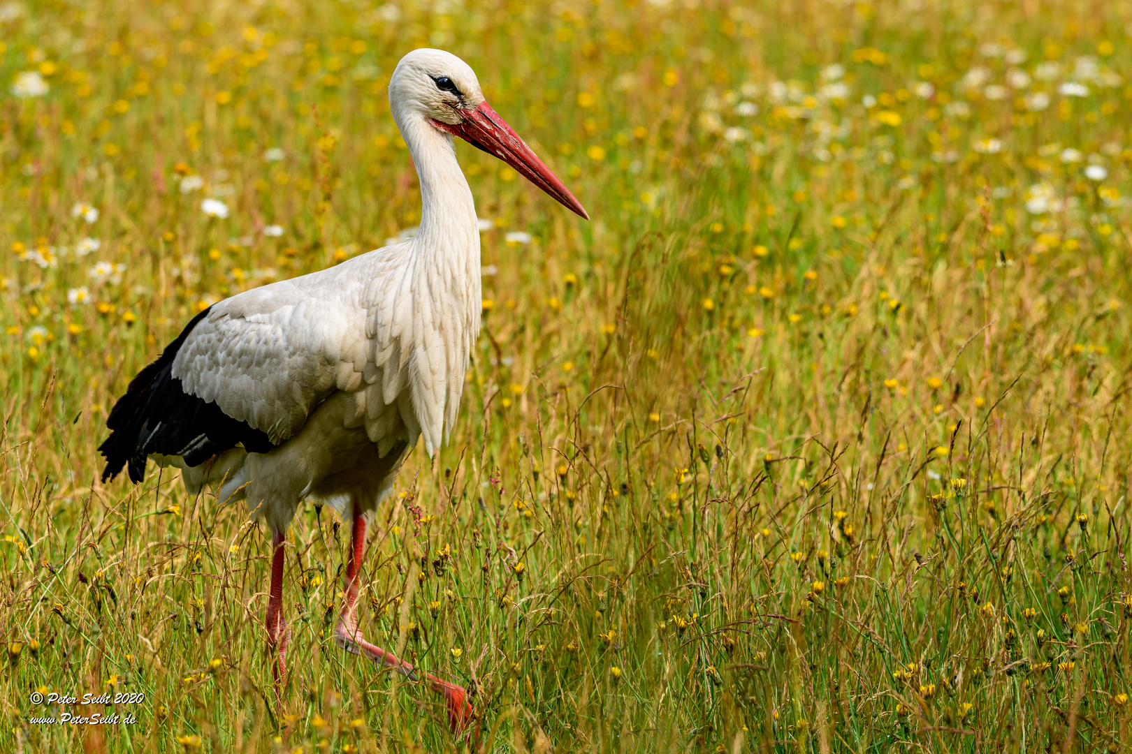 Storch in der Dingdener-Heide