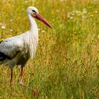 Storch in der Dingdener-Heide