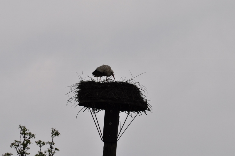 Storch in der Disselmersch