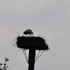 Storch in der Disselmersch