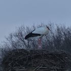 Storch in der Disselmersch