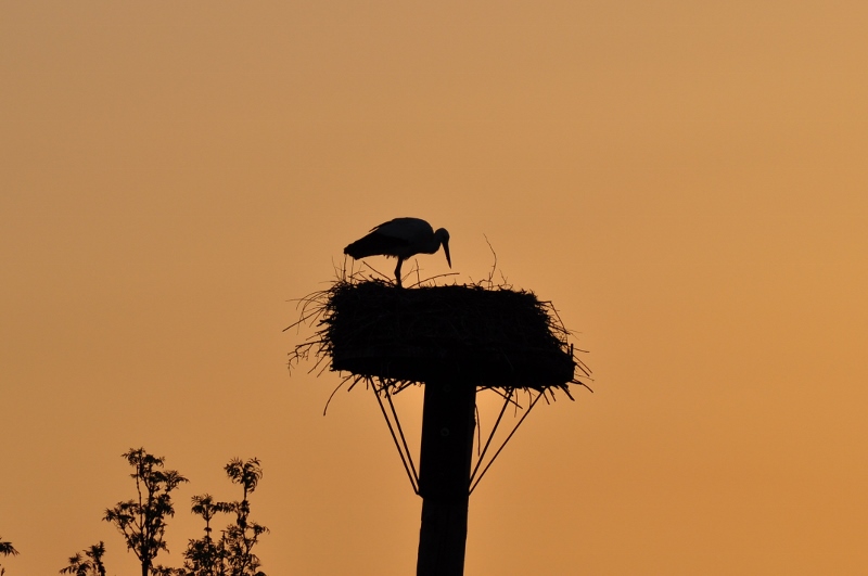 Storch in der Disselmersch