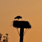 Storch in der Disselmersch