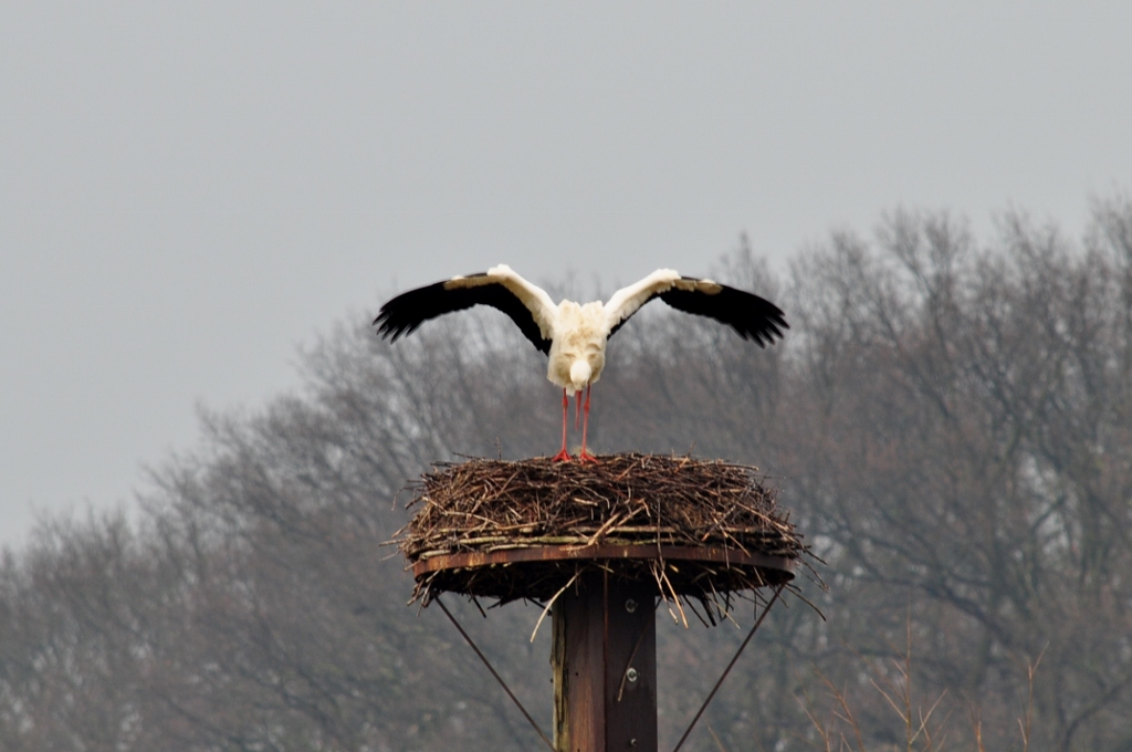 Storch in der Disselmersch bei Lippborg